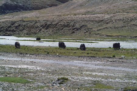 DSCF0029-1 Tibet, Yaks